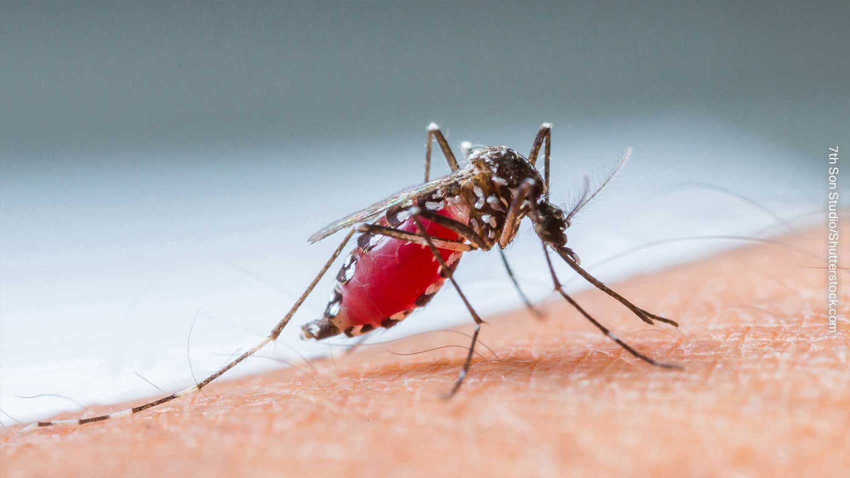 A mosquito that could transmit insect borne disease