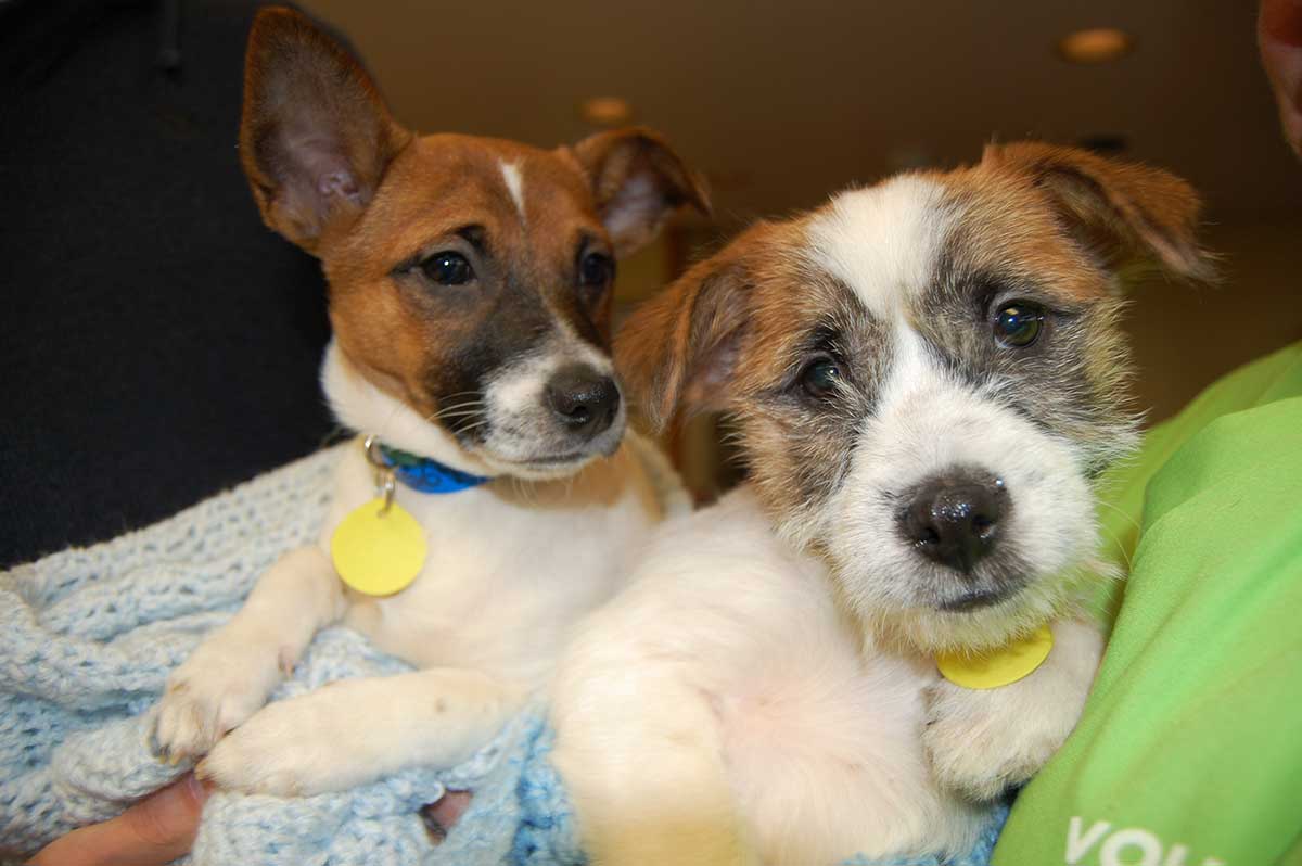 Puppies available for adoption at Wisconsin Humane Society Racine shelter