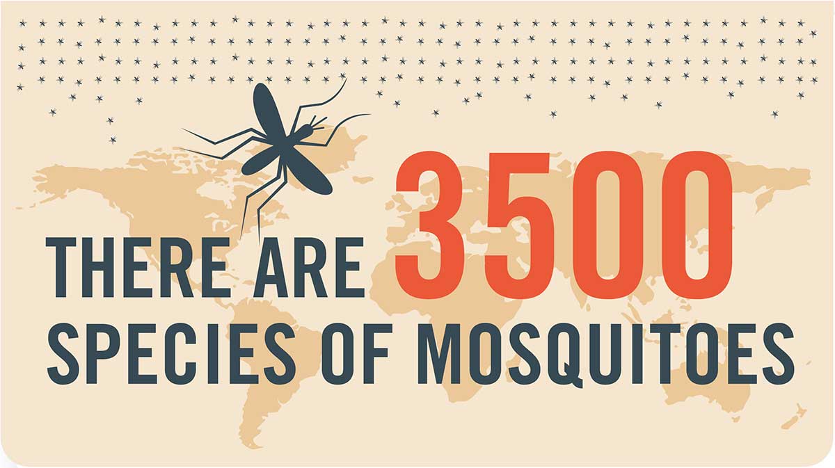 Mosquito tip: There are 3500 species of mosquitoes