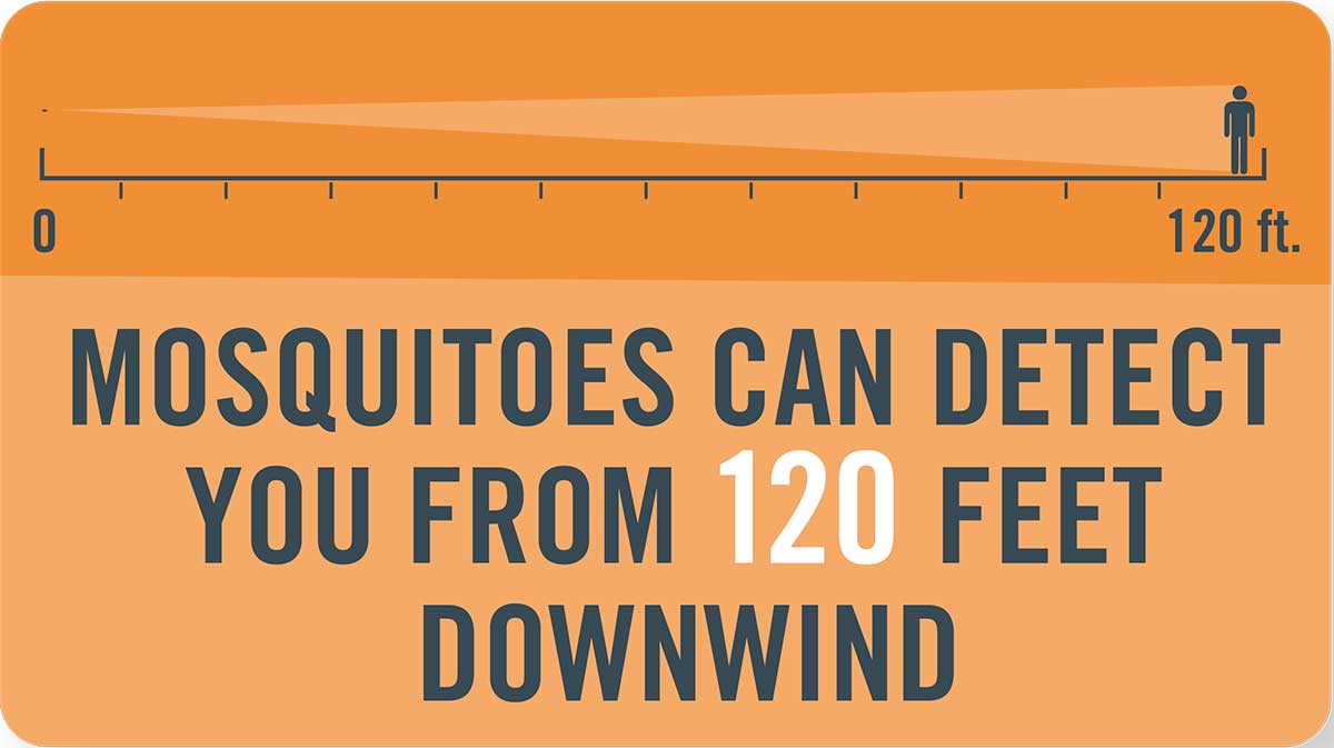 Mosquito tip: Mosquitoes can detect you from 120 feet downwind