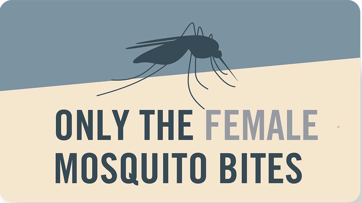 Mosquito tip: Only the female mosquito bites