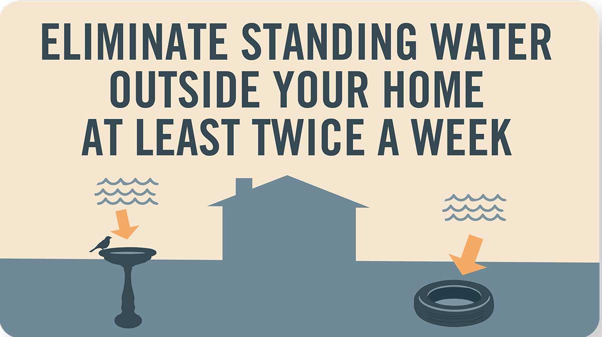 Mosquito tip: Eliminate standing water outside your home