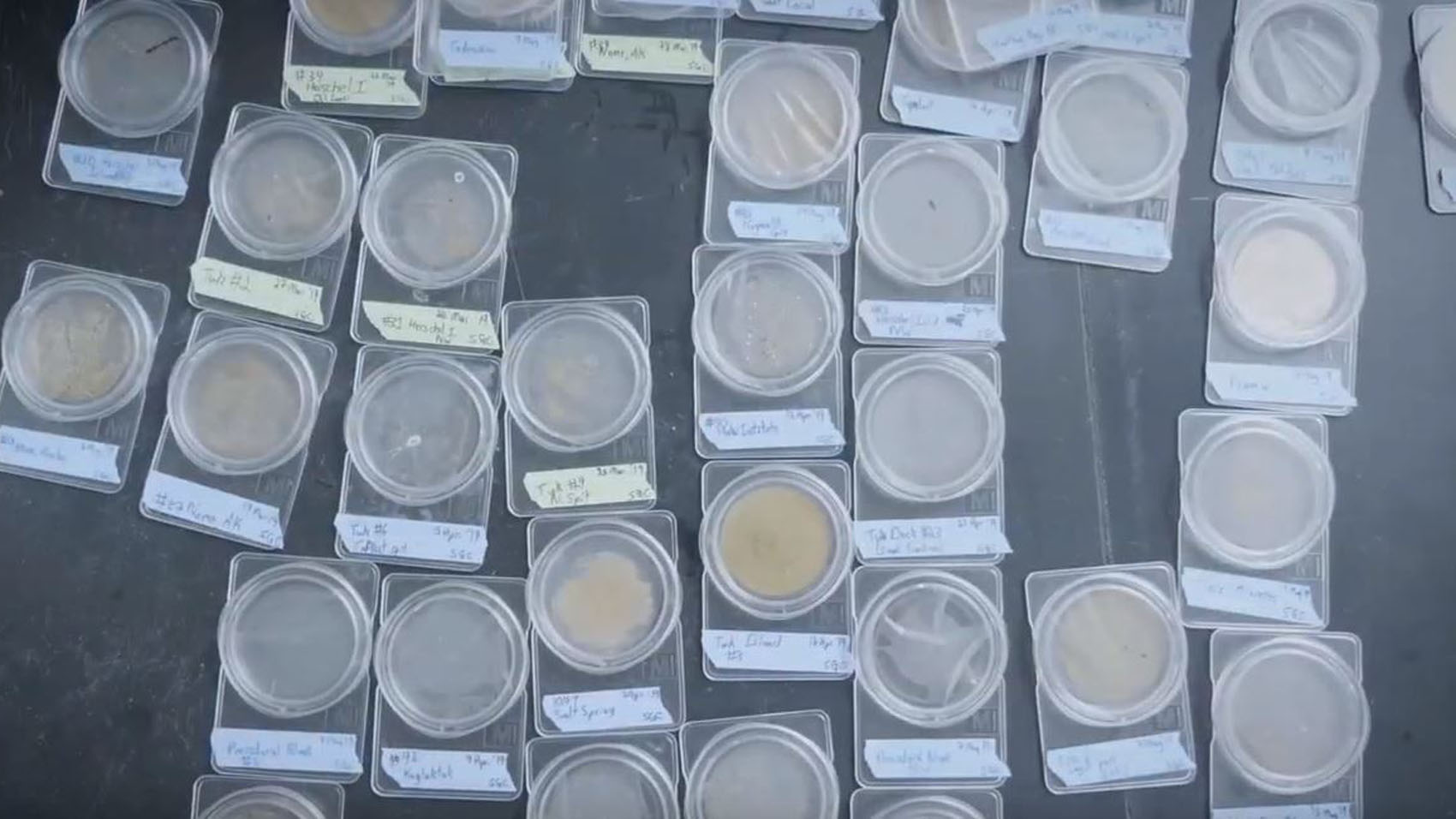 samples of water being tested for microplastics