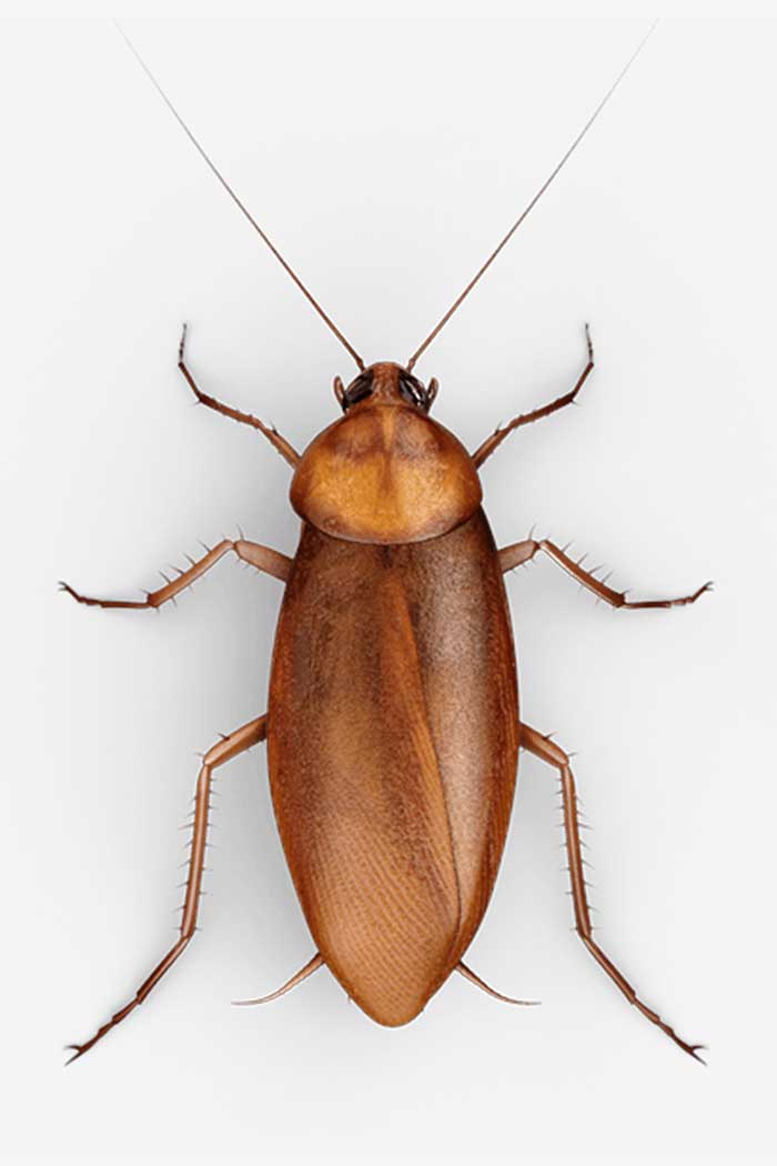 Investigación entomológica de cucarachas adultas