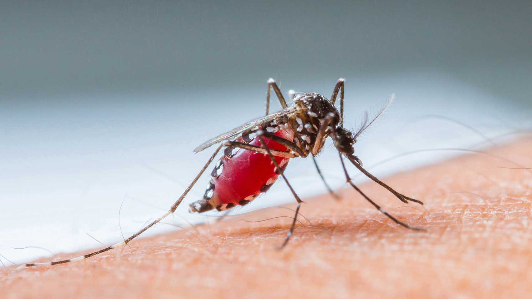 Wie übertragen Mücken Krankheiten?