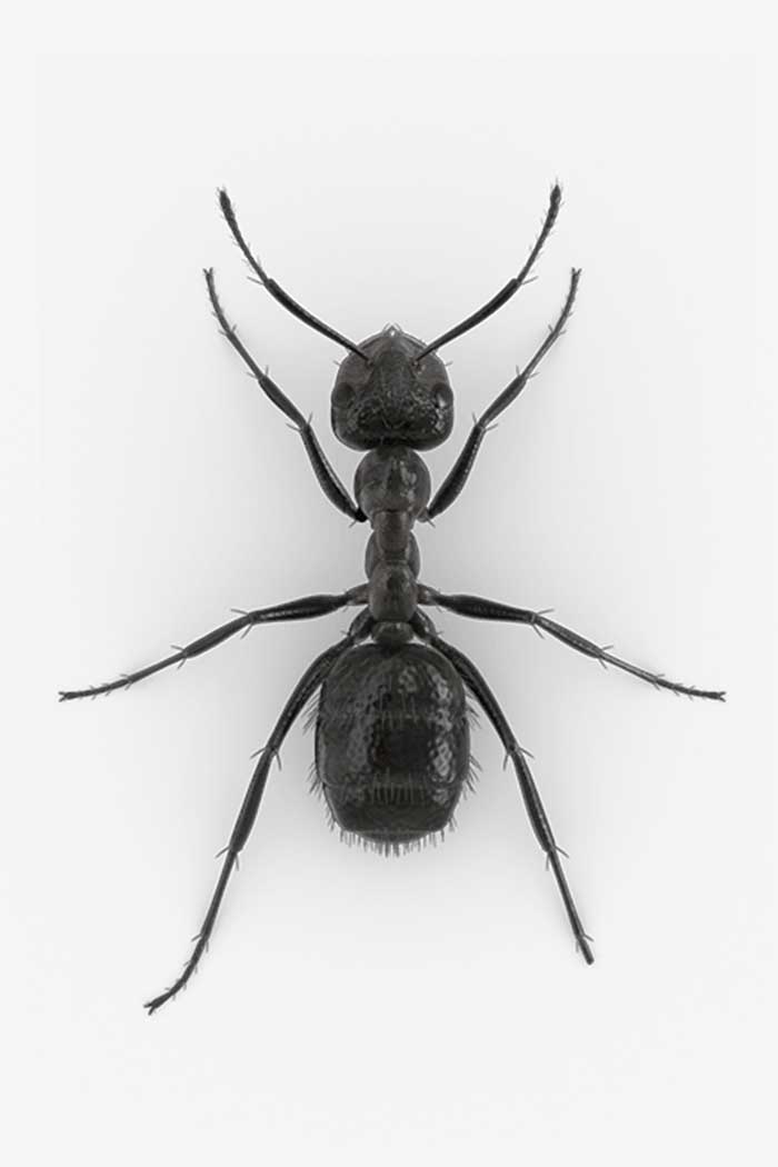 Ant entomology research
