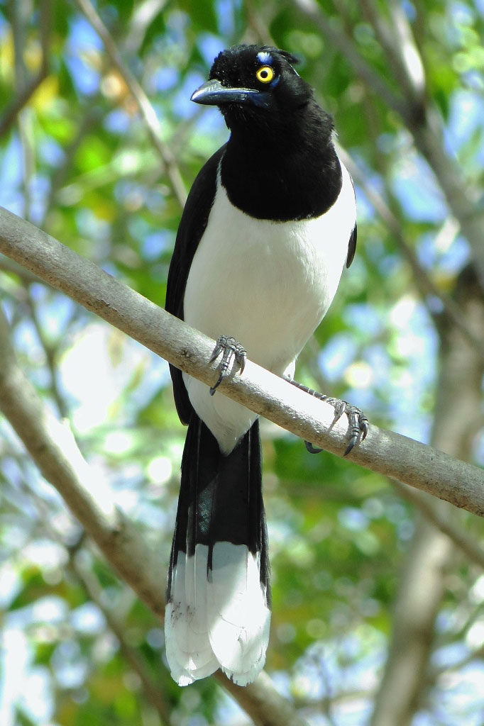 白枕蓝鸦，巴西卡廷加当地的一种鸟类