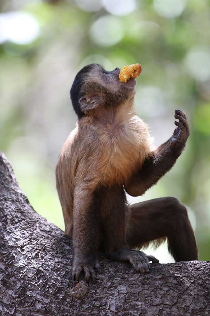 Un singe sapajou à barbe dans la Caatinga