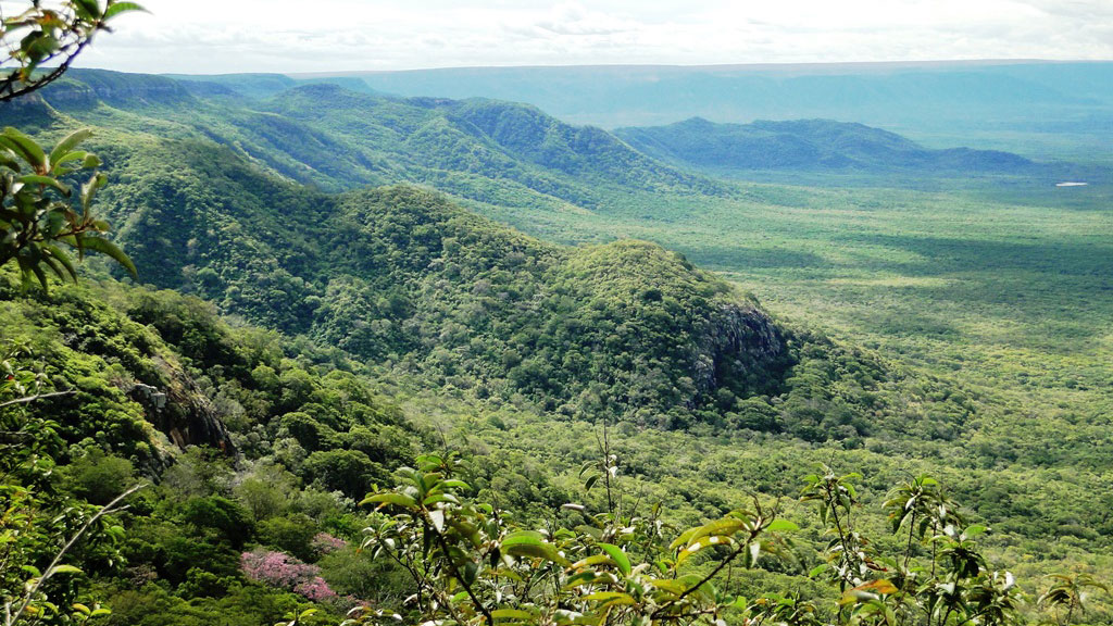 SC Johnson’un orman tahribinden koruduğu Brezilya bitkileri