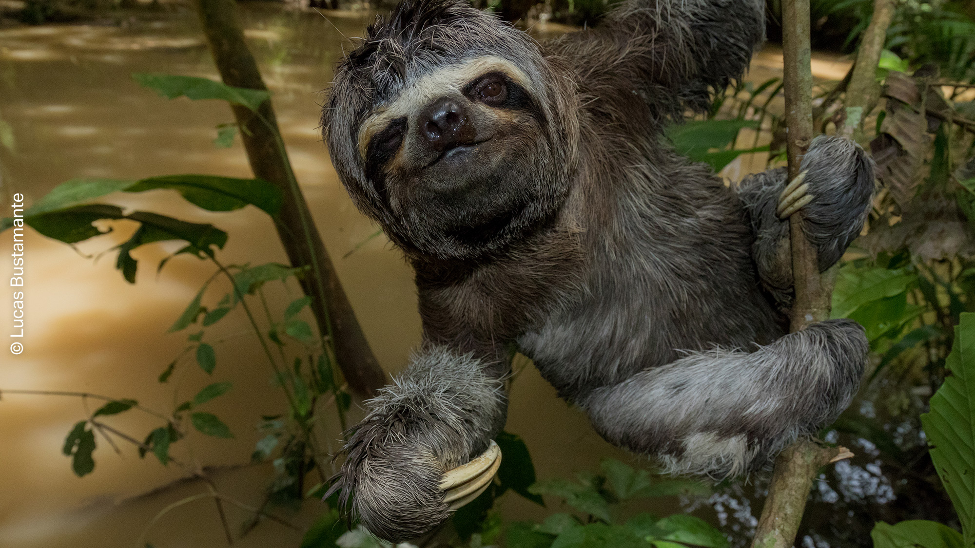 A sloth featured in the Conservation International VR video Under the Canopy