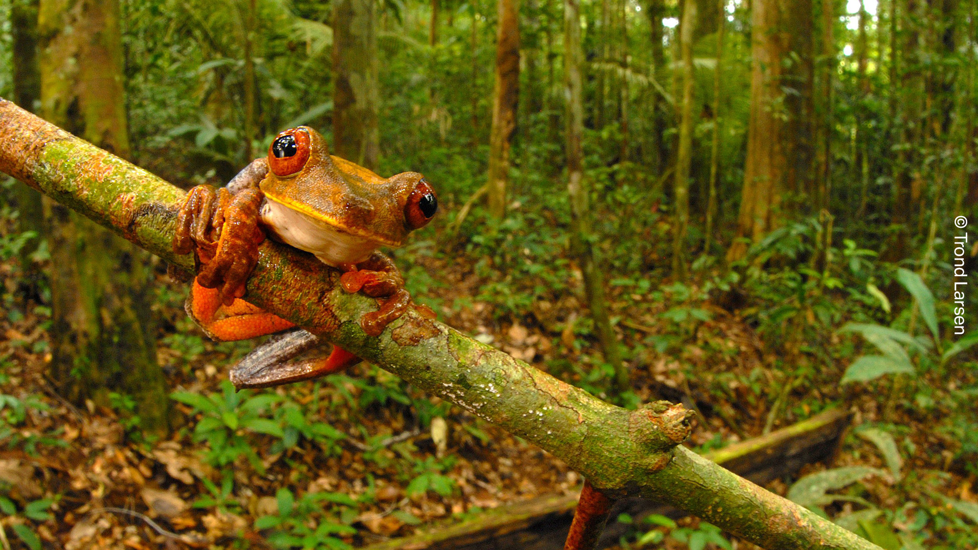 Una rana arborea tipica dell’Amazzonia brasiliana