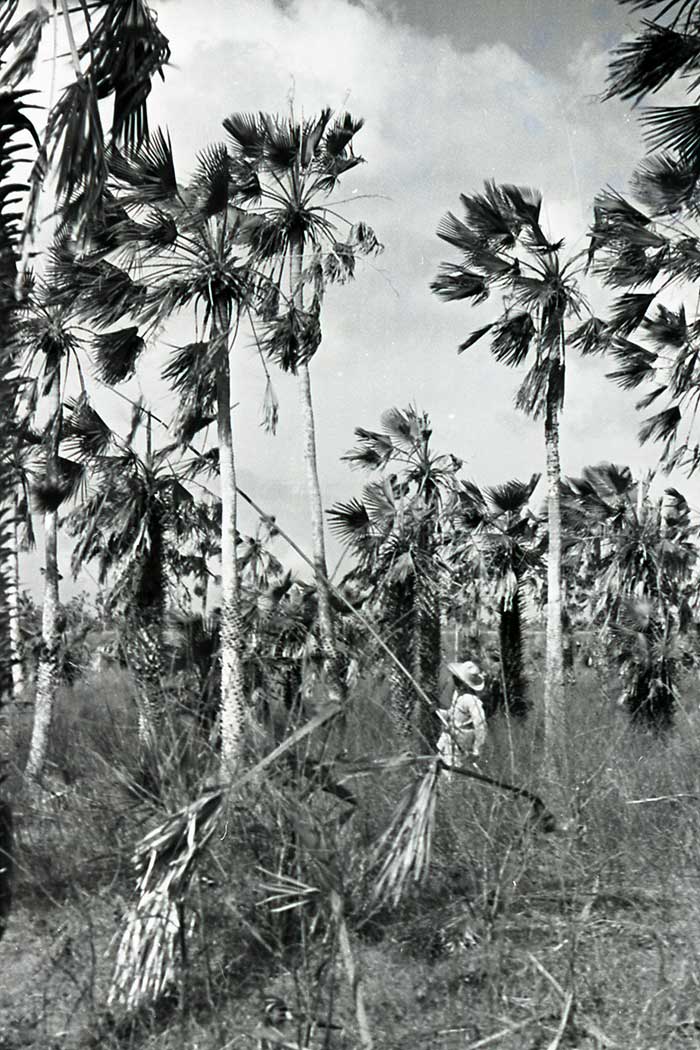 Carnaúba palmiyesi yapraklarının hasadı