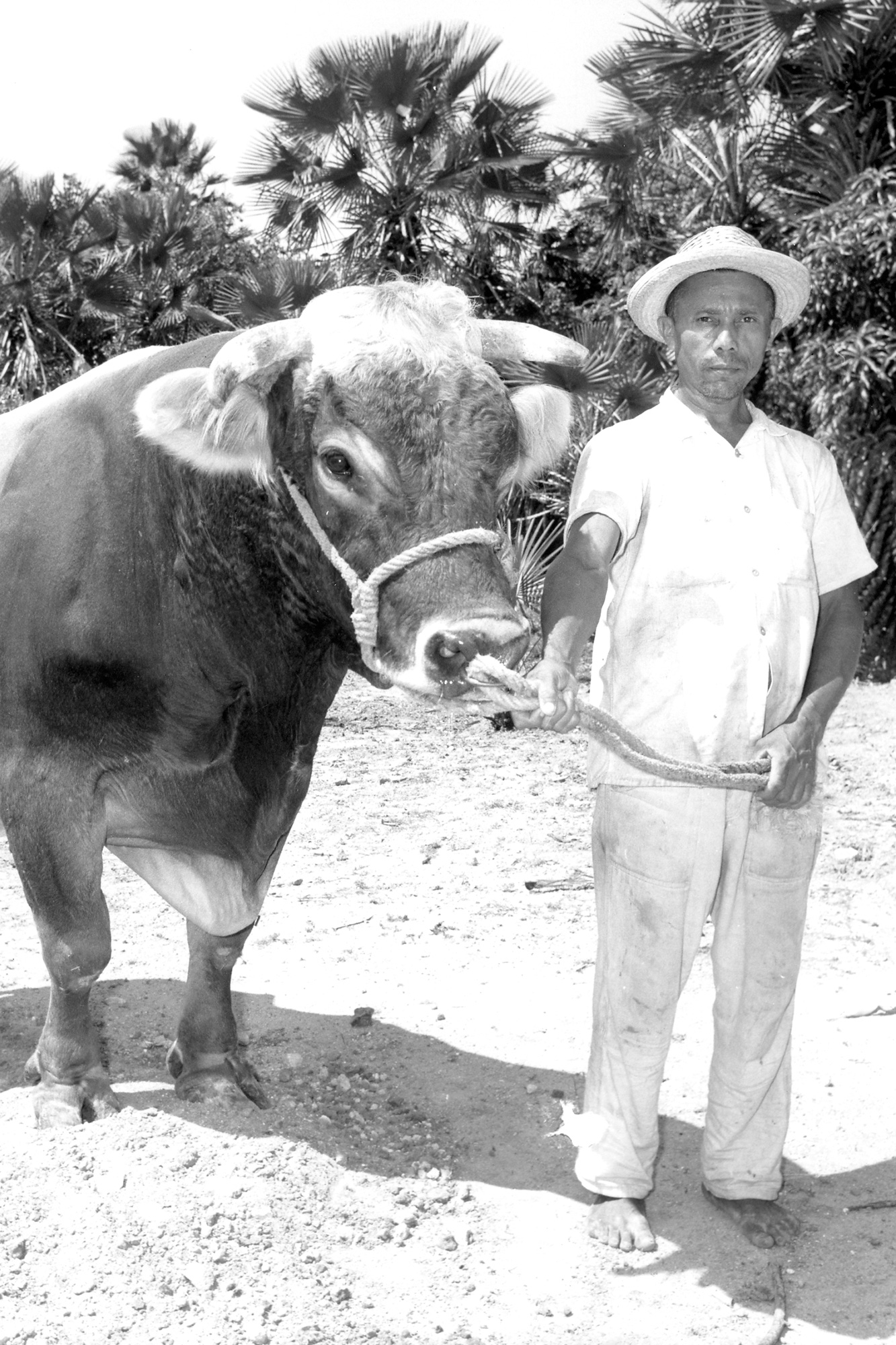 Braune Schweizer Milchkühe, die von Herbert Johnson, Jr. ans brasilianische Fortaleza gespendet wurden