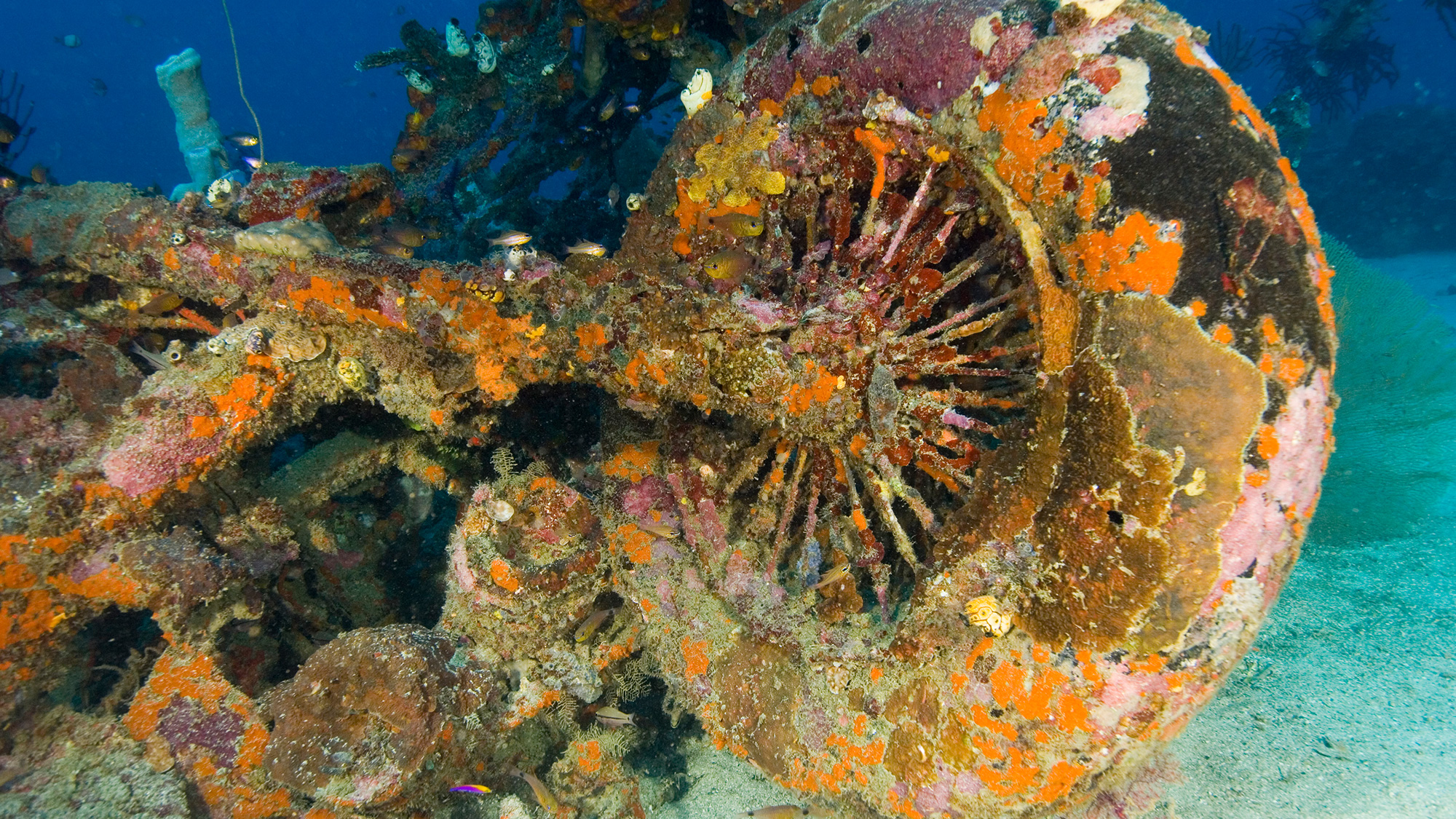 Coral growing on sunken wreckage of the Carnauba airplane