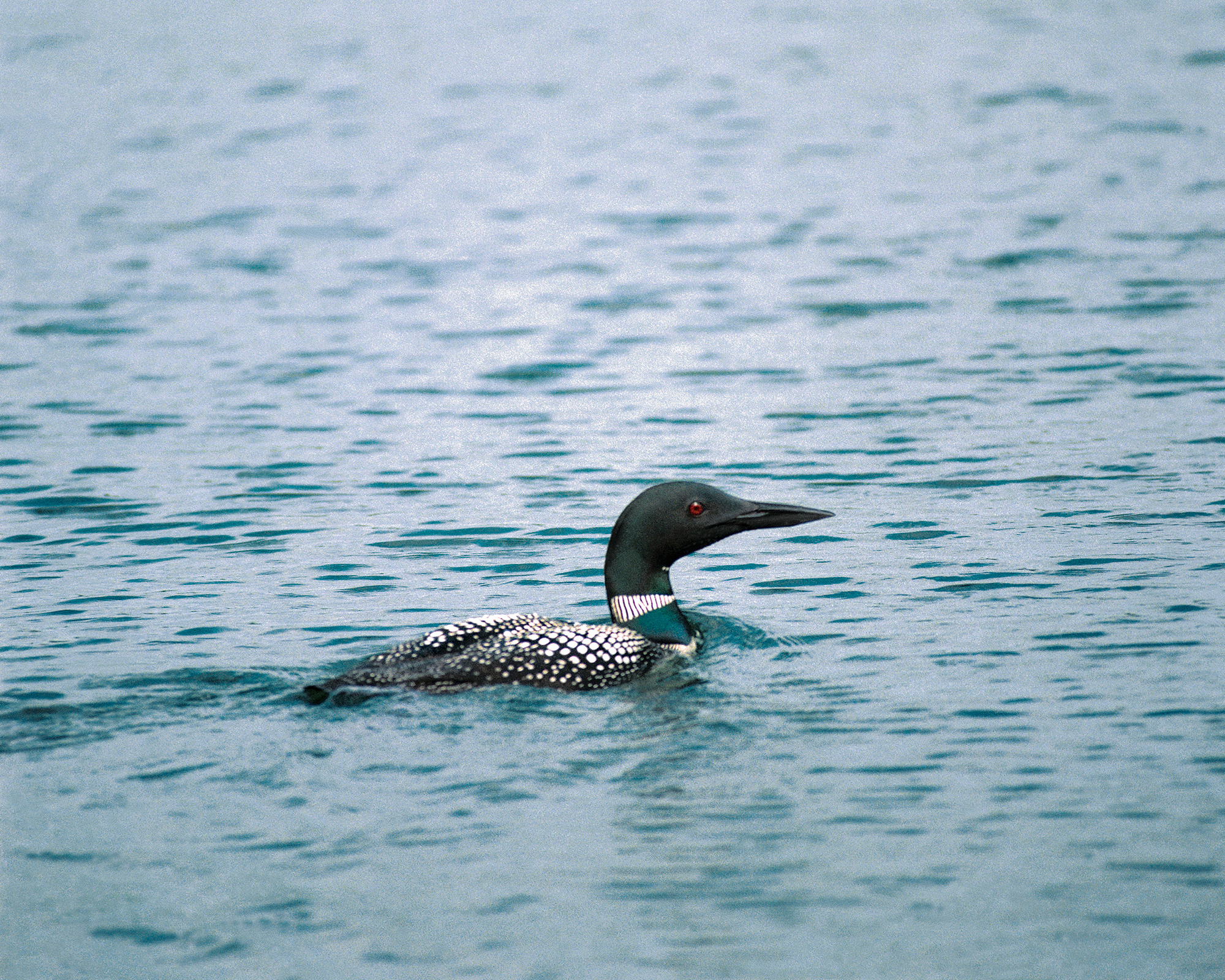 Common loon photograph by Sam Johnson in Lake Owen, Wisconsin
