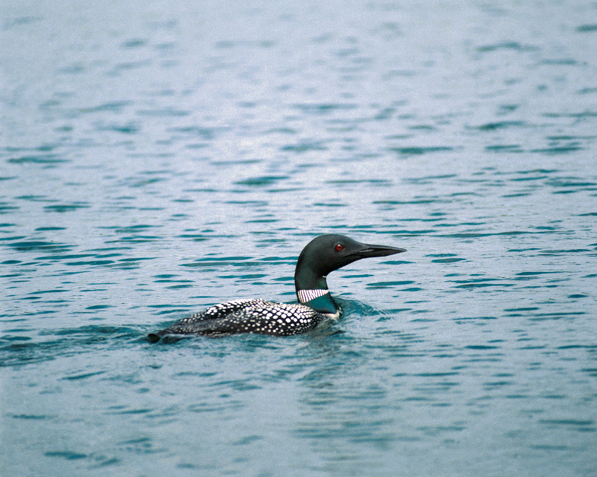 Foto von einem Eistaucher von Sam Johnson in Lake Owen, Wisconsin (USA)