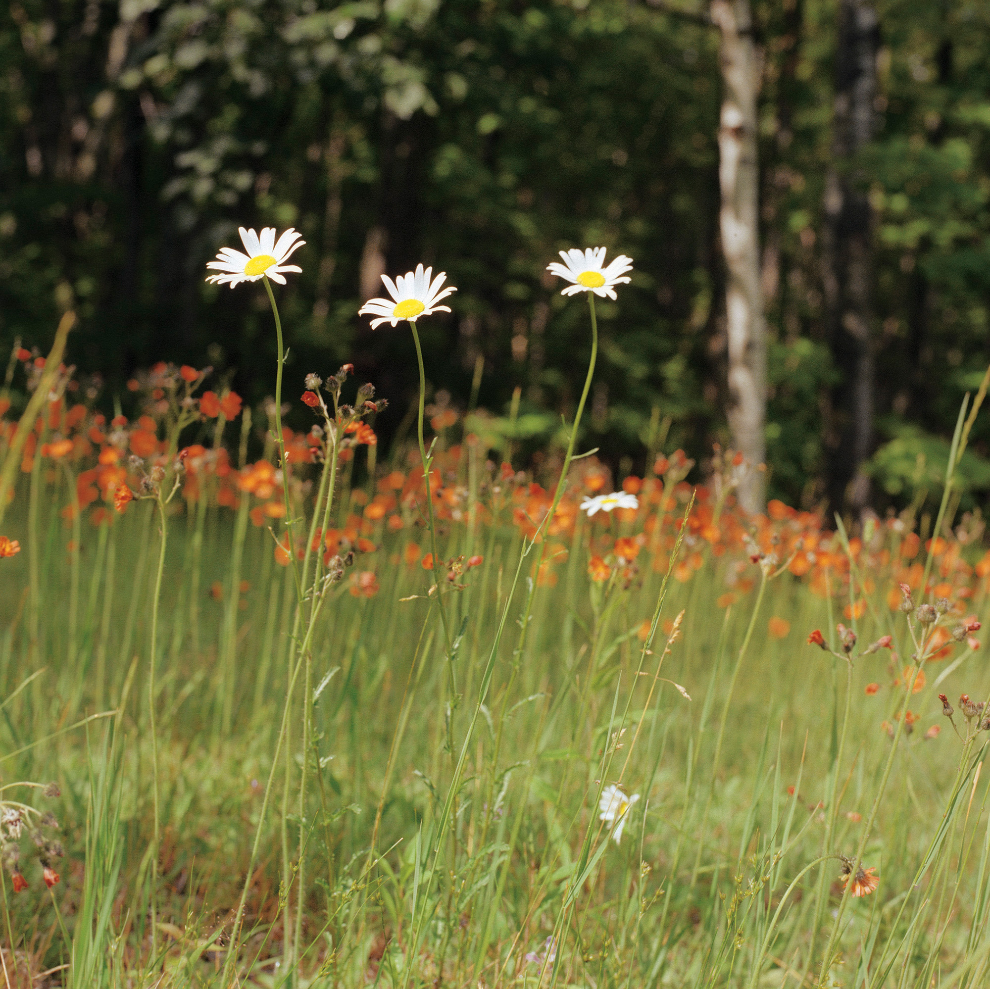 Margherite e hieracium lungo il lago Owen, nel Wisconsin, fotografati da Samuel C. Johnson Jr.