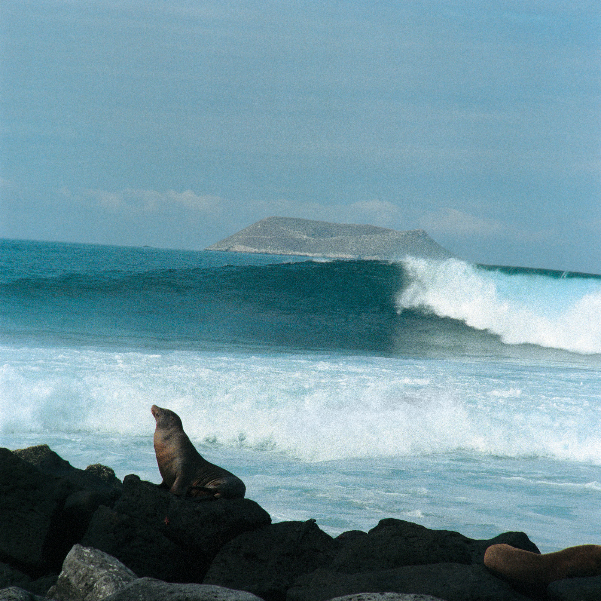 Galapagos deniz aslanını gösteren bir Sam Johnson fotoğrafı