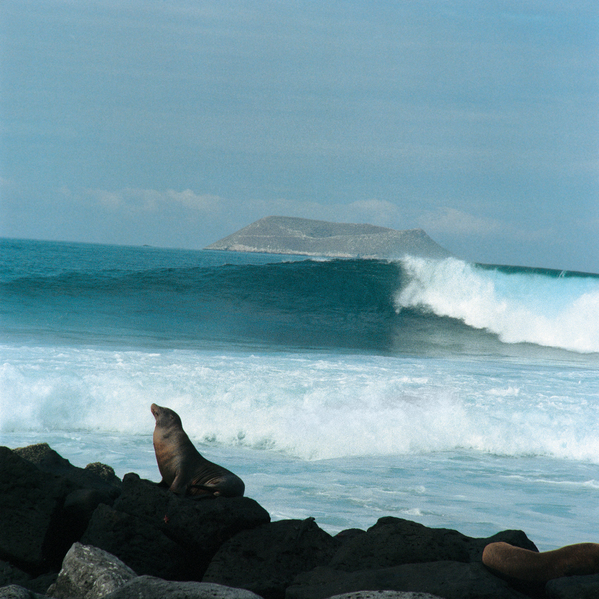 Foto von Sam Johnson von einem Galápagos-Seelöwen.