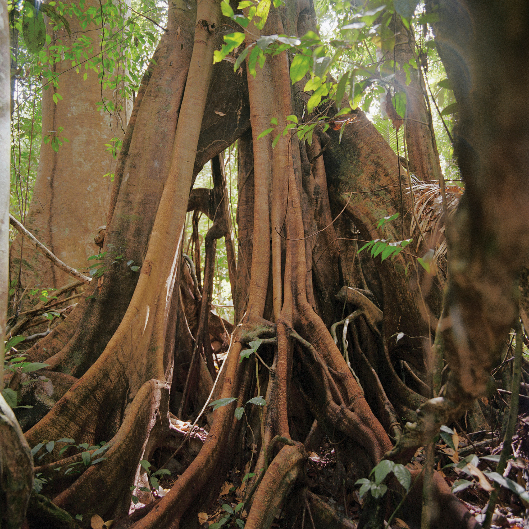 Una foto scattata da Sam C. Johnson Jr. nel Parco Nazionale Taman Negara in Malesia