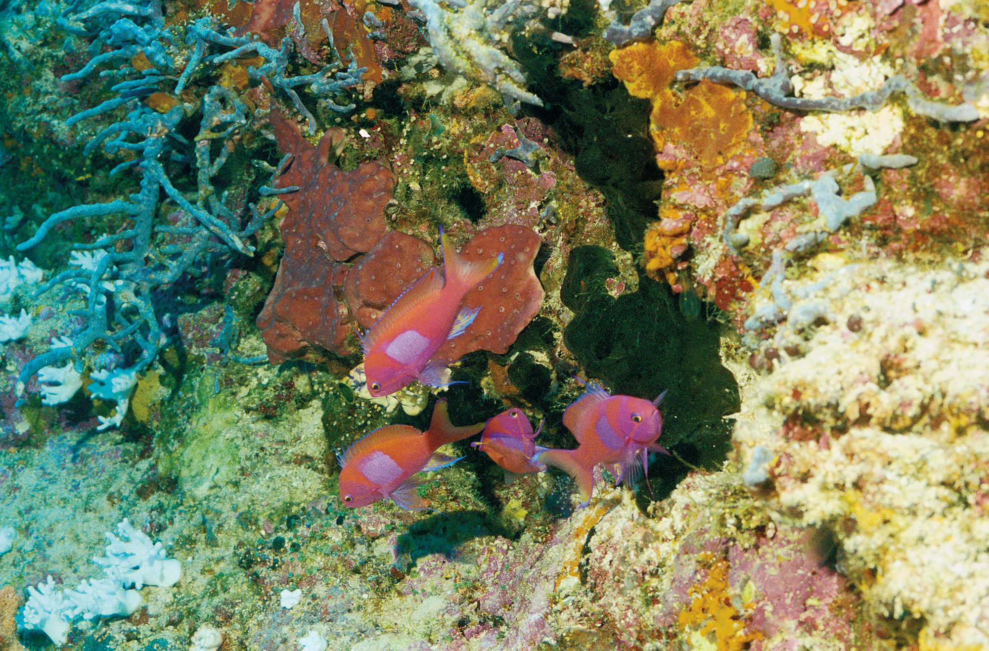 Uno Pseudanthias pleurotaenia in Papua Nuova Guinea, fotografato da Sam Johnson